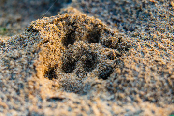 Animal footprint on sand close-up. At summer sunrise near the river