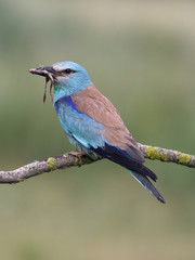 European roller, Coracias garrulus