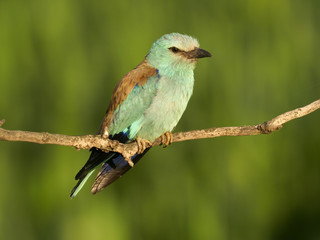 European roller, Coracias garrulus