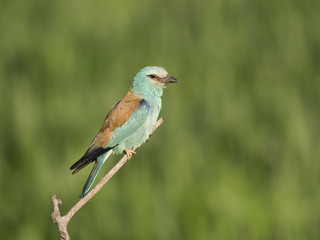 European roller, Coracias garrulus