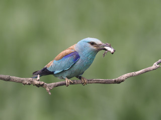 European roller, Coracias garrulus