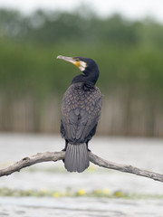 Great cormorant, Phalacrocorax carbo