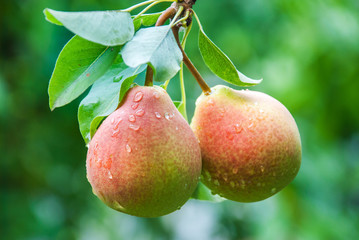 Fresh juicy pears on pear tree branch