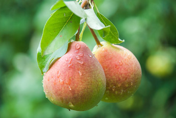 Fresh juicy pears on pear tree branch