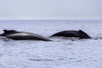 Obraz premium Humpback whale pair