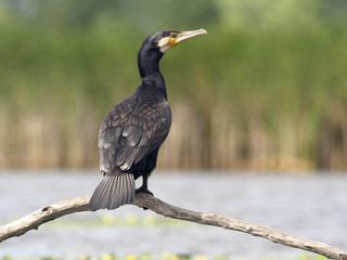 Fototapeta premium Great cormorant, Phalacrocorax carbo