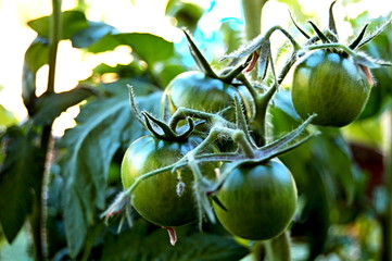 Grüne Tomaten1