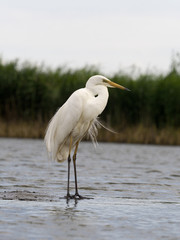 Great-white egret, Egretta alba
