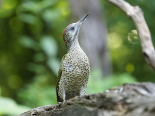 Green woodpecker, Picus viridis