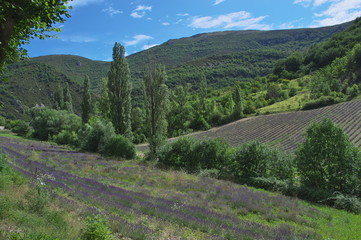 Arcadia