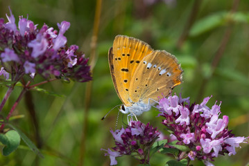 Scarce copper female (Lycaena virgaureae) butterfly in spring