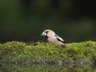 Hawfinch, Coccothraustes coccothraustes