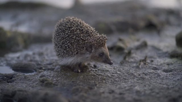 hedgehog is running on the ground