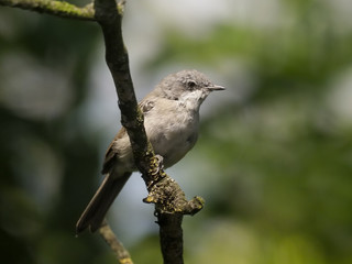 Lesser whitethroat, Sylvia curruca