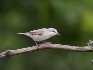 Lesser whitethroat, Sylvia curruca