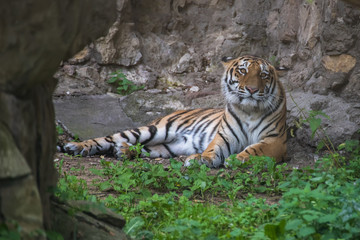 The tiger lies and looks forward