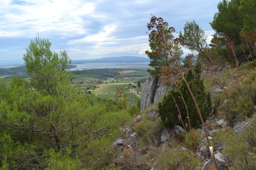 Mediterranean