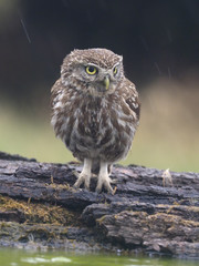 Little owl, Athene noctua