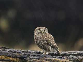 Little owl, Athene noctua