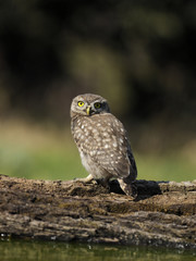 Little owl, Athene noctua