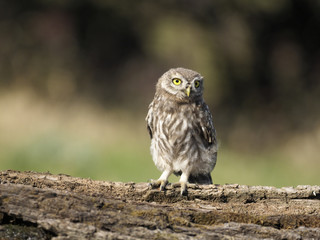 Little owl, Athene noctua