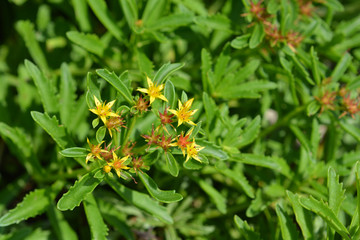 Middendorf Stonecrop