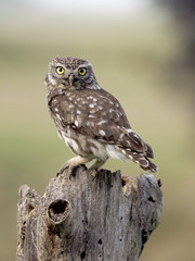 Little owl, Athene noctua