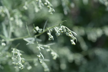 Common wormwood