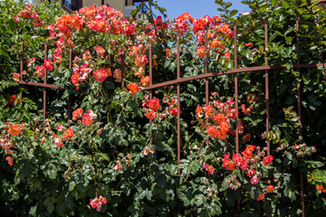 Fototapeta na wymiar The fence from the bushes of roses. pink roses