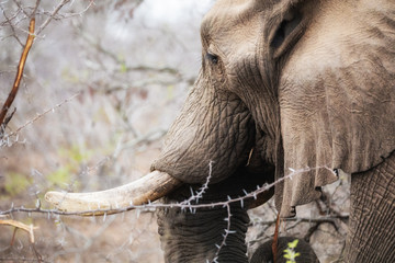Naklejka premium Elephant feeding in Kruger National Park