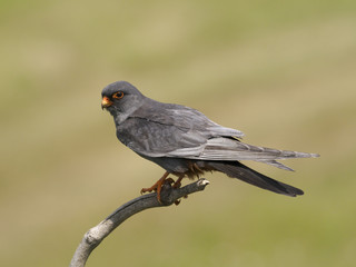 Red-footed falcon, Falco vespertinus