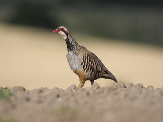 Red-legged partridge, Alectoris rufa