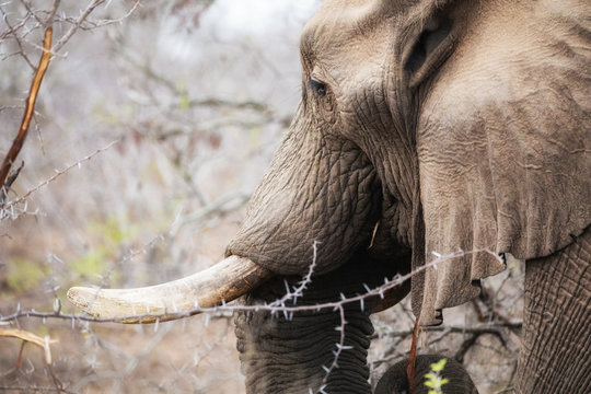 Fototapeta Elephant feeding in Kruger National Park