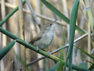 Reed warbler, Acrocephalus scirpaceus