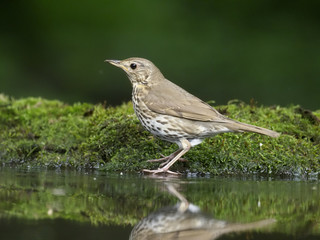 Song thrush, Turdus philomelos
