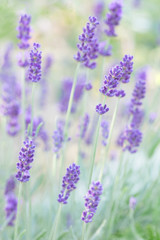 Fototapeta na wymiar Photograph of Lavender growing wild in the garden