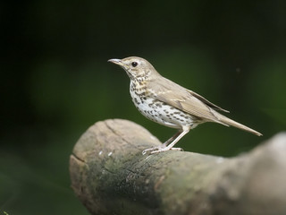 Song thrush, Turdus philomelos