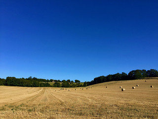 Obraz premium Strahlend blauer Himmer über einem Feld