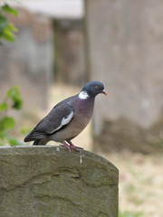 Wood pigeon, Columba palumbus