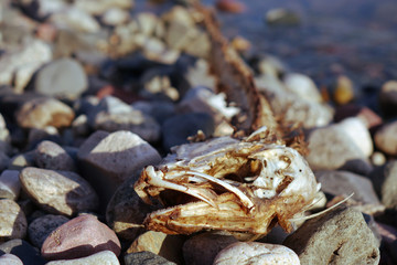skeleton of fish lying on stones