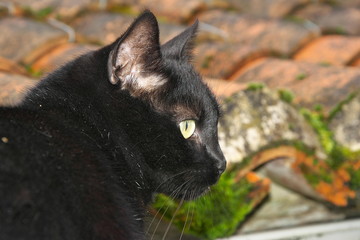 Black cat