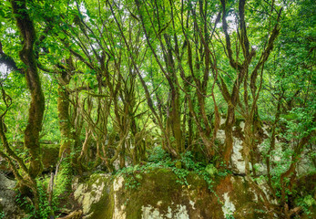 The moss-covered branches of trees after the rain in the forest. High humidity. Nature background