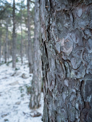 Pine tree close up on mountain
