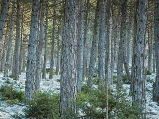 Many pine trees in mountain forest