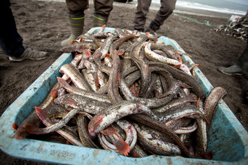 Fishing, Kamchatka peninsula