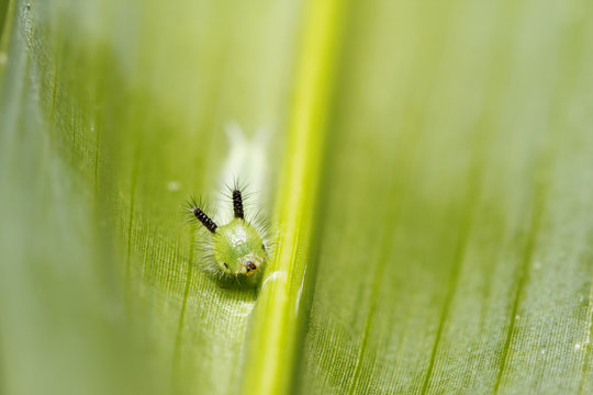 Cute green caterpillar on green leaf background