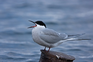 Common tern, sterna hirundo
