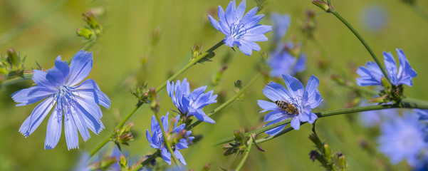 Chicory flower (Cichorium intybus) close up on a green blurred background