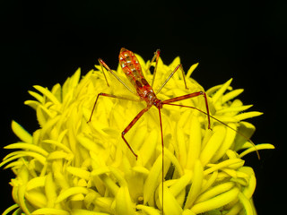 beautiful macro  Assassin Bug Nymph assassin bugs on yellow flower on Black background.