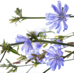 Chicory flower (Cichorium intybus) close up on a white background